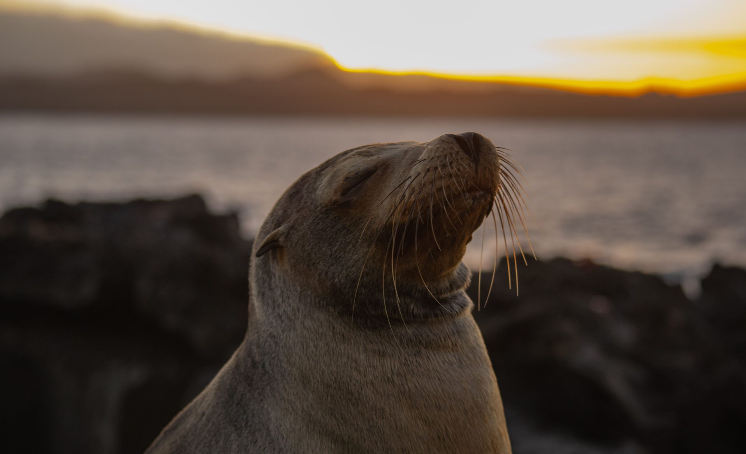 Galapagos Cruises