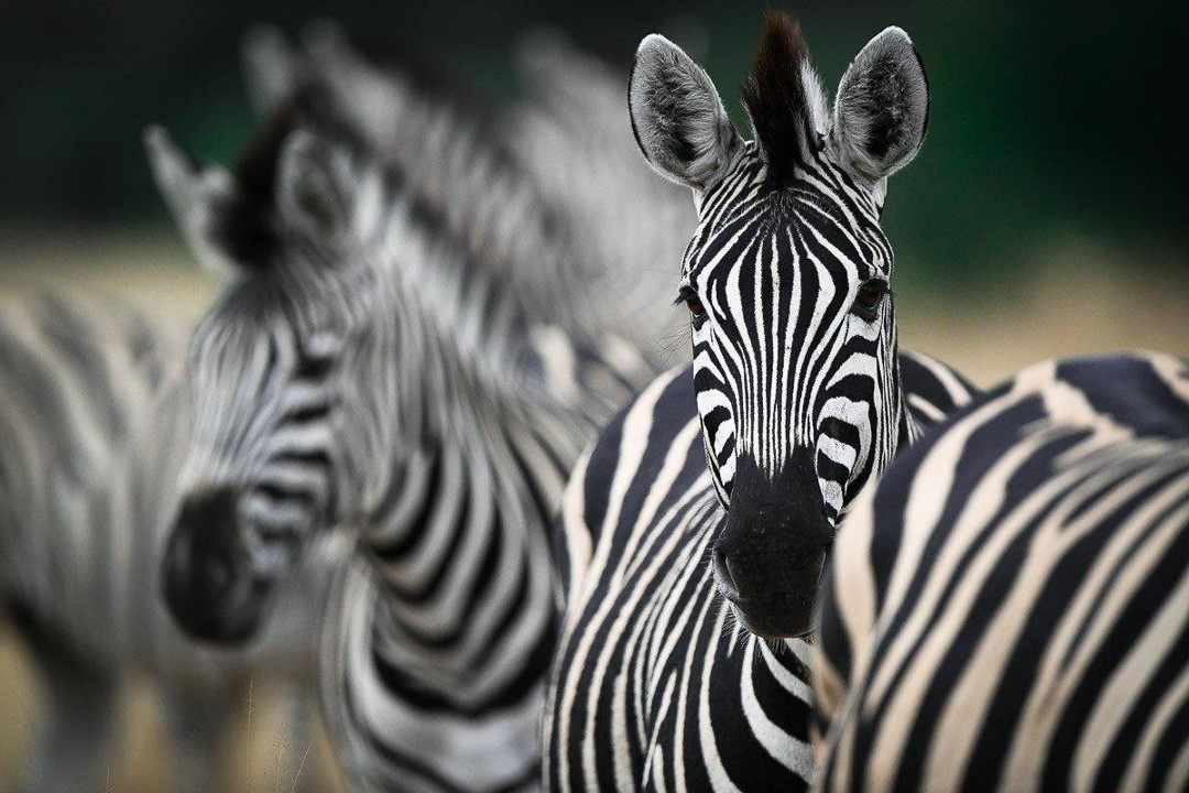 Sabi Sabi Private Game Reserve
