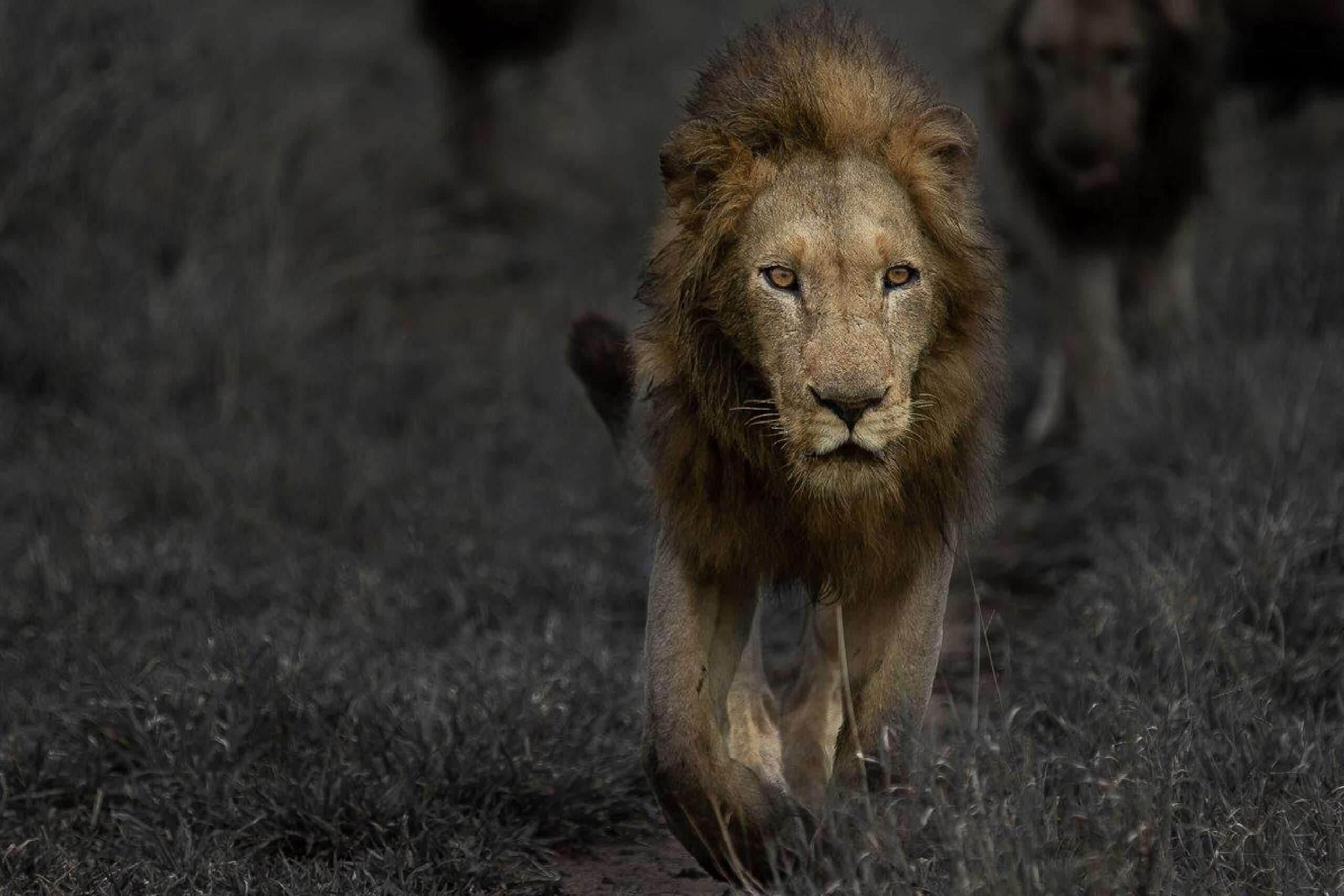 Sabi Sabi Private Game Reserve