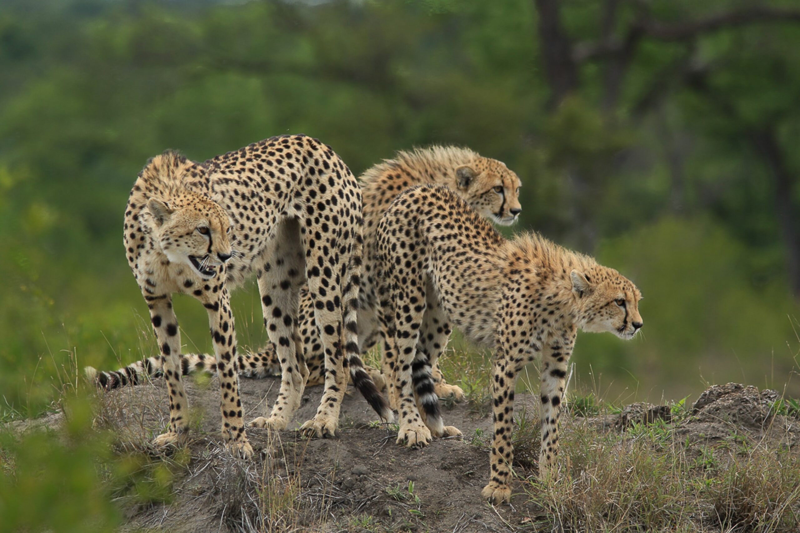 Sabi Sabi Private Game Reserve