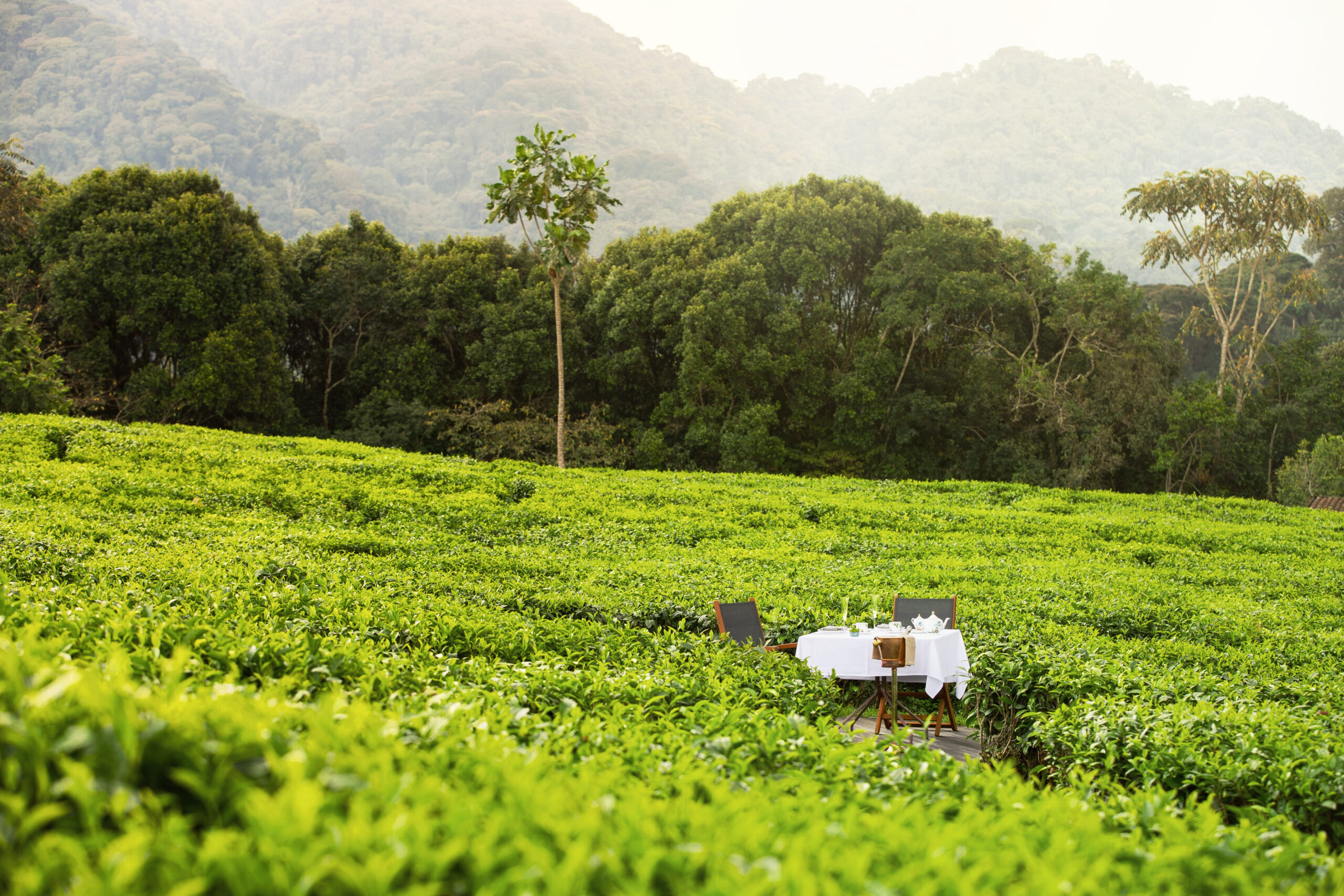 One&Only Nyungwe House