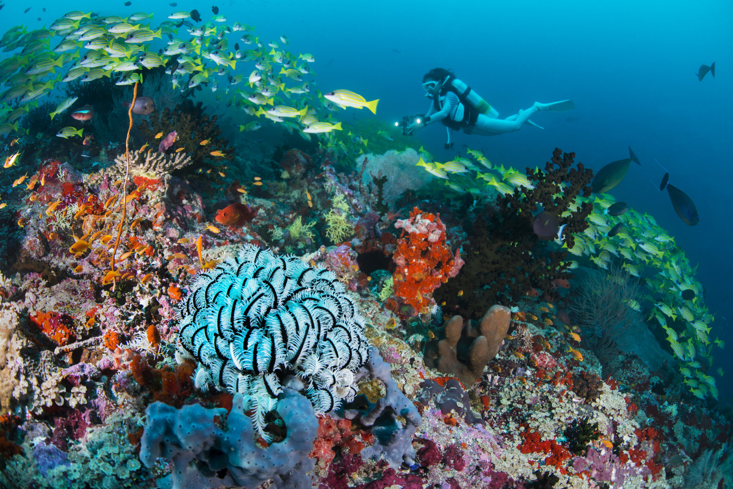 Alila Kothiafaru Maldives