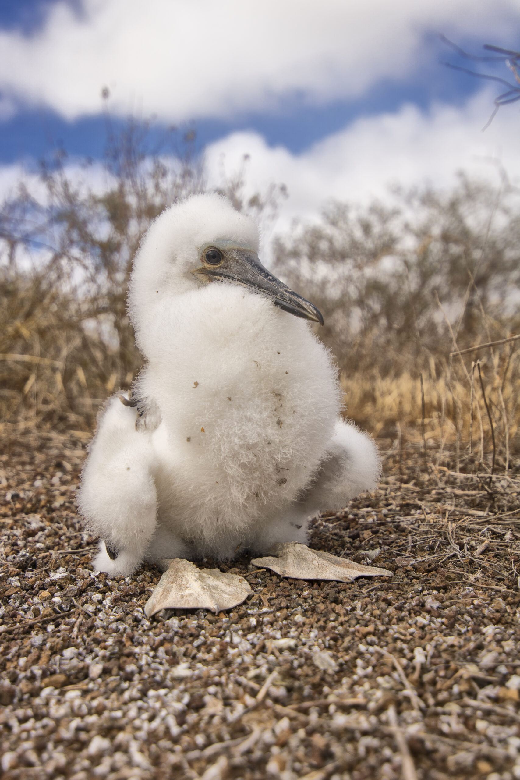 Galapagos Cruises