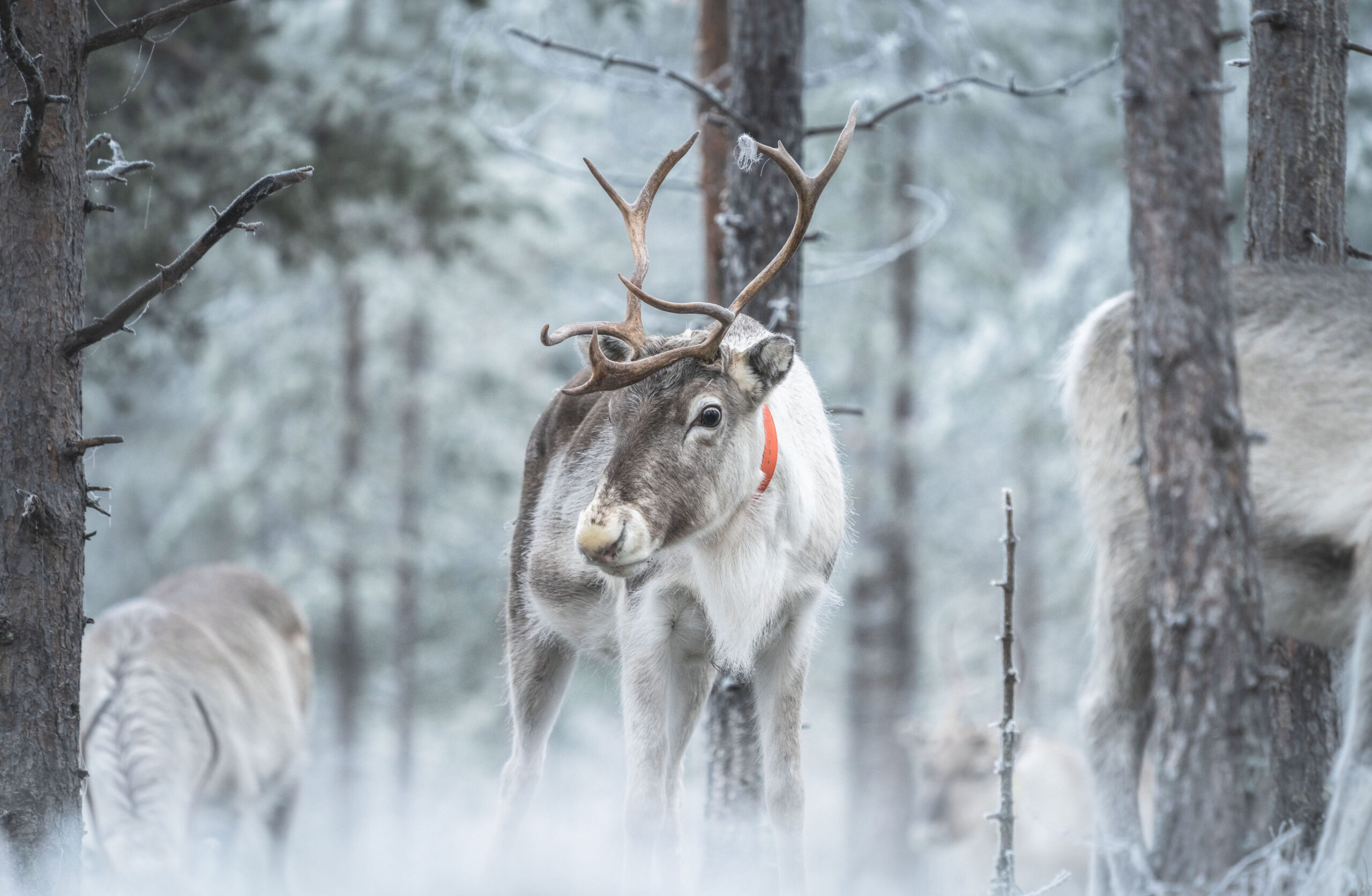 Octola Private Wilderness