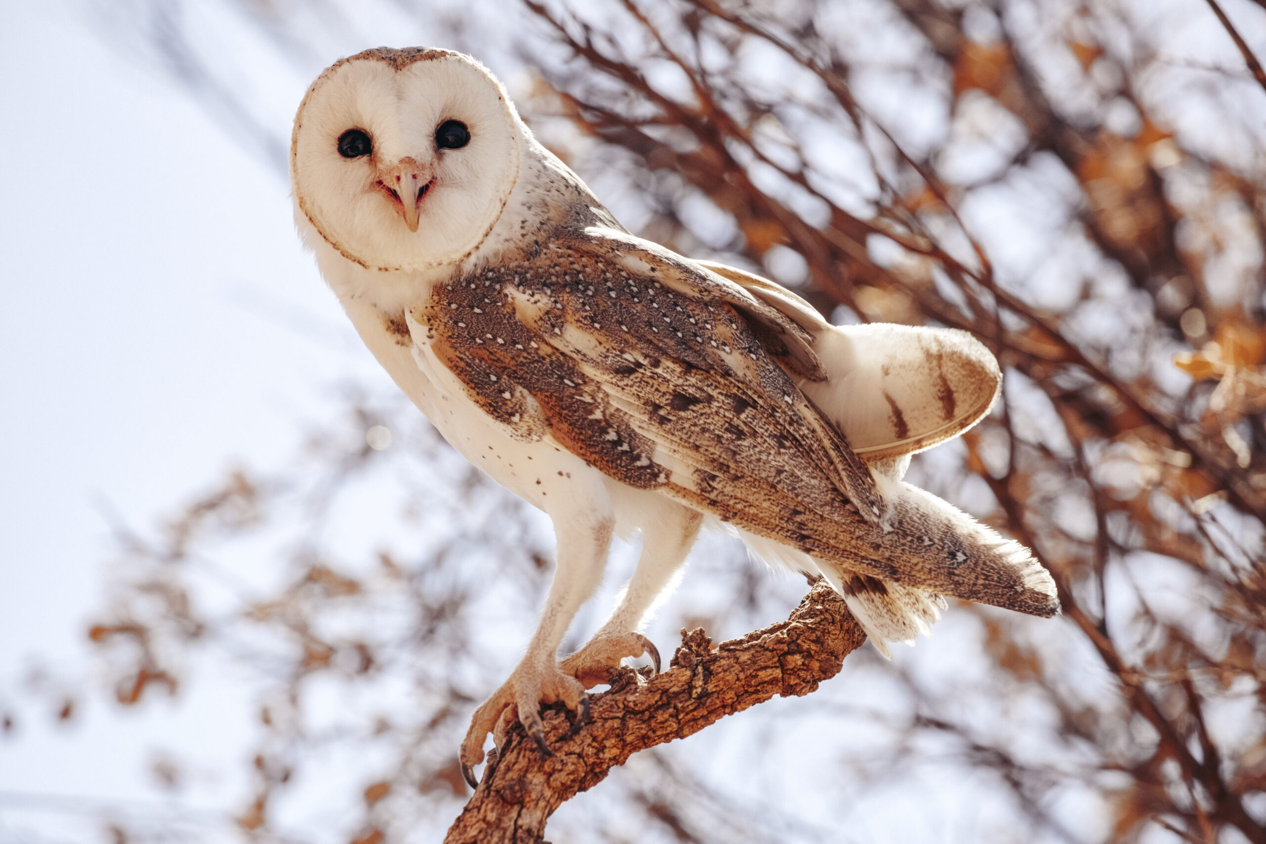 JBRE Journey Beyond The Ghan